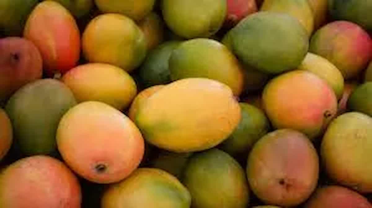 कहीं रसीला आम ही तो नहीं बन रहा आपके वेट लॉस में सबसे बड़ी बाधा