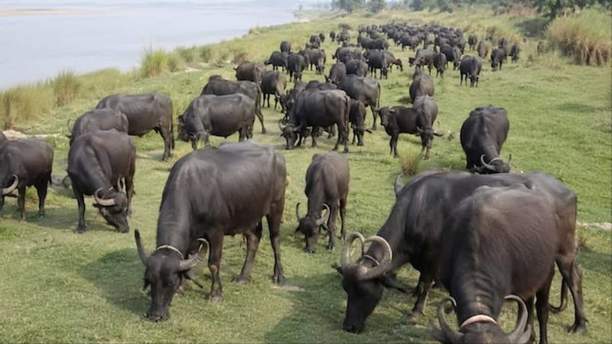 खेत-खेत, गली-गली... आधी रात को अचानक गायब हो गईं 11 भैंसें, पूरे इलाके में मचा हड़कंप
