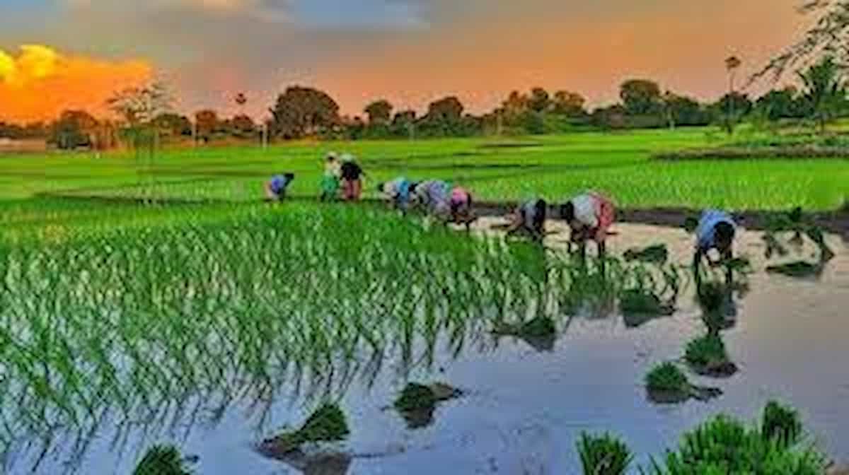धान-गेहूं की पारंपरिक खेती छोड़ इस किसान ने 8 साल पहले उठाया एक बड़ा रिस्क