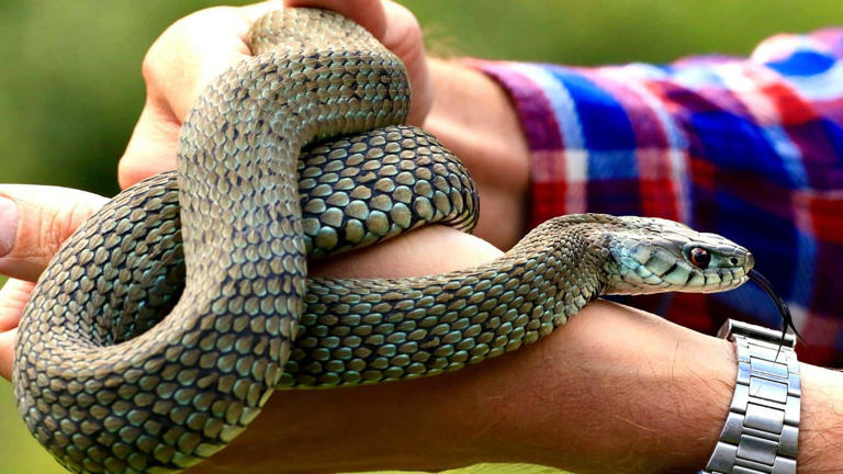 Snake Bite Myths: क्या होता है 'ड्राई बाइट'? जब बिना जहर फैलाए ही काट लेता है सांप, अंधविश्वास से दूर रहना क्यों है जरूरी